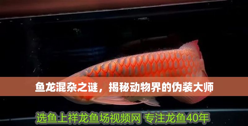 魚龍混雜之謎,揭秘動物界的偽裝大師 龍魚百科 第1張 魚龍混雜之謎,揭秘動物界的偽裝大師 魚龍混雜之謎,揭秘動物界的偽裝大師 龍魚百科 第1張