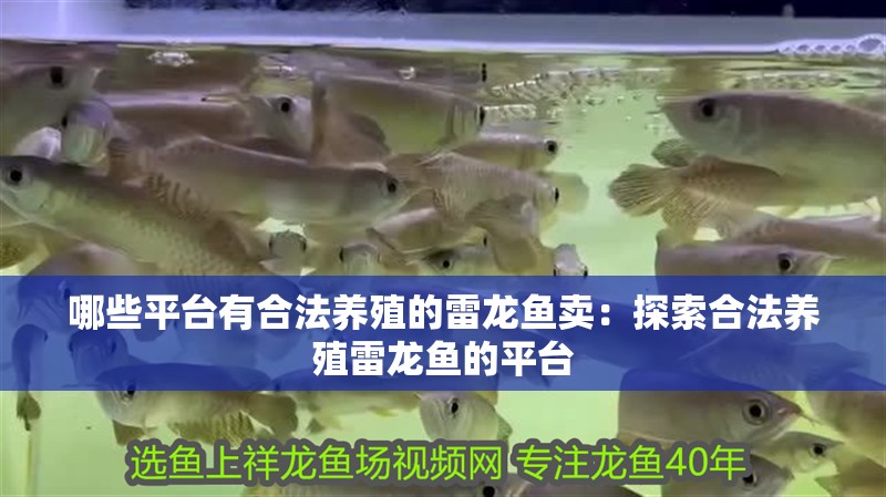 哪些平臺(tái)有合法養(yǎng)殖的雷龍魚賣：探索合法養(yǎng)殖雷龍魚的平臺(tái)