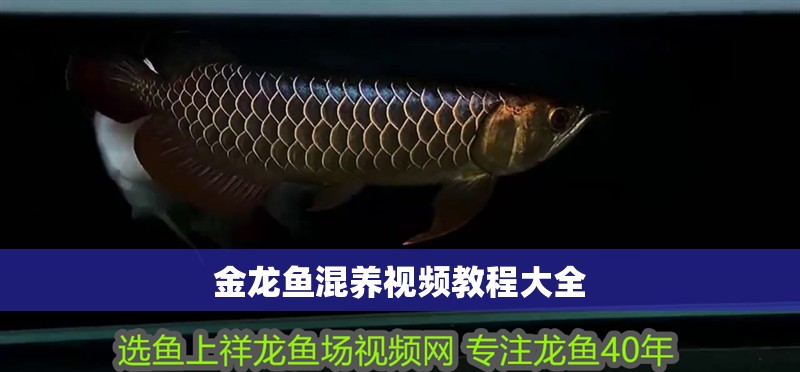 金龍魚混養視頻教程大全