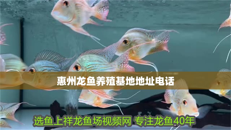 惠州龍魚養殖基地地址電話