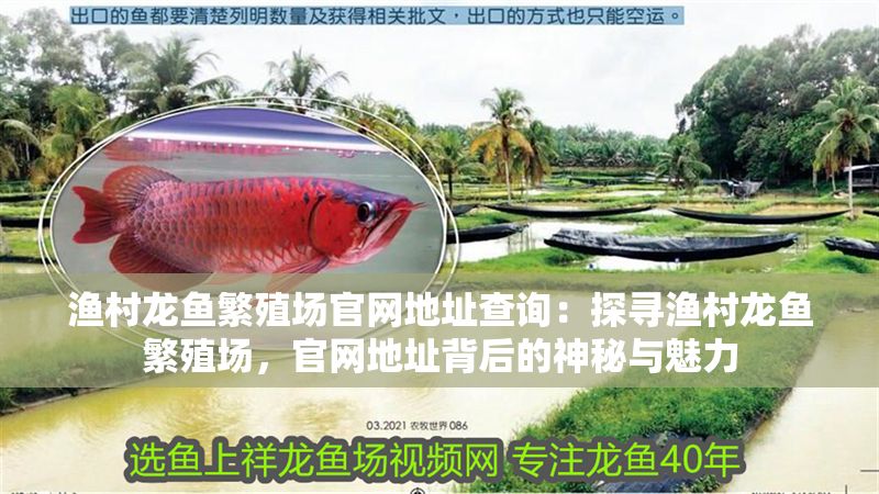 漁村龍魚繁殖場官網地址查詢：探尋漁村龍魚繁殖場，官網地址背后的神秘與魅力