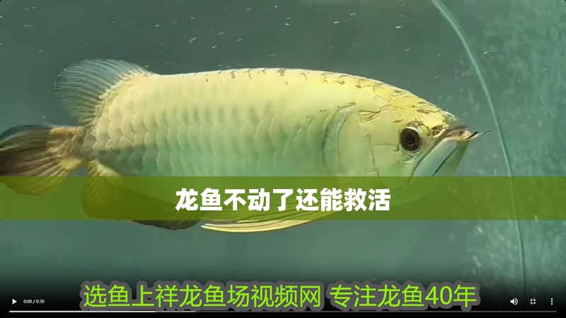 龍魚不動了還能救活