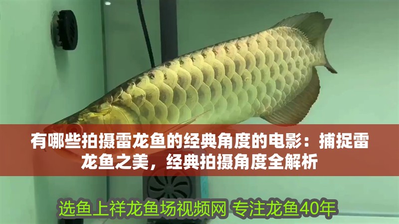 有哪些拍攝雷龍魚的經典角度的電影：捕捉雷龍魚之美，經典拍攝角度全解析
