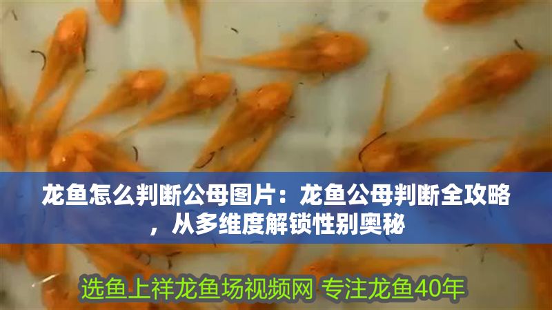 龍魚怎么判斷公母圖片：龍魚公母判斷全攻略，從多維度解鎖性別奧秘