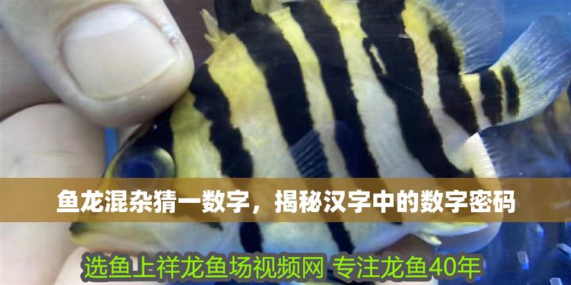 魚龍混雜猜一數字，揭秘漢字中的數字密碼