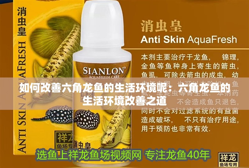 如何改善六角龍魚的生活環境呢：六角龍魚的生活環境改善之道