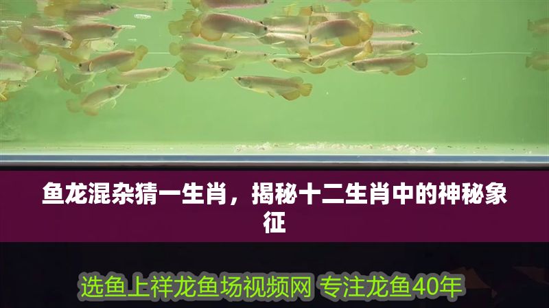魚龍混雜猜一生肖，揭秘十二生肖中的神秘象征