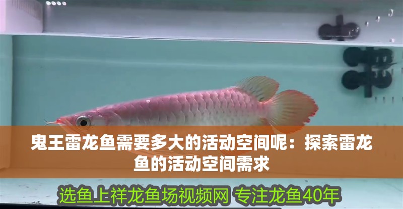 紅龍魚的詩句：古代詩歌中的紅龍魚