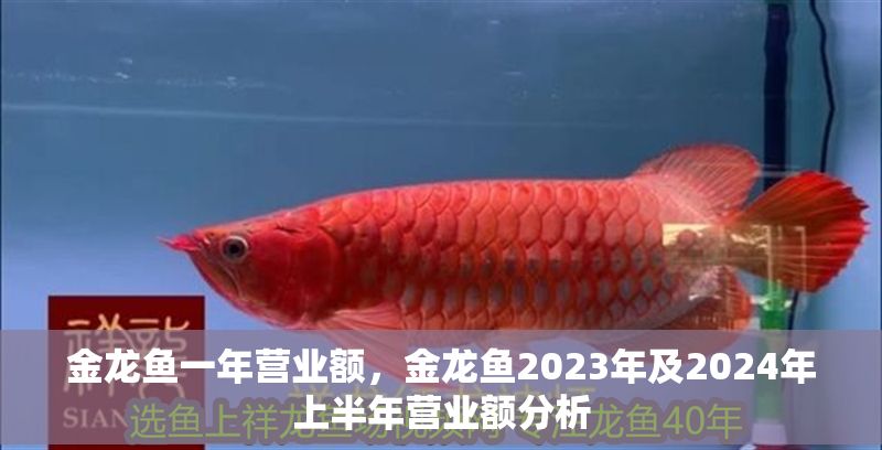 金龍魚一年營業(yè)額，金龍魚2023年及2024年上半年營業(yè)額分析