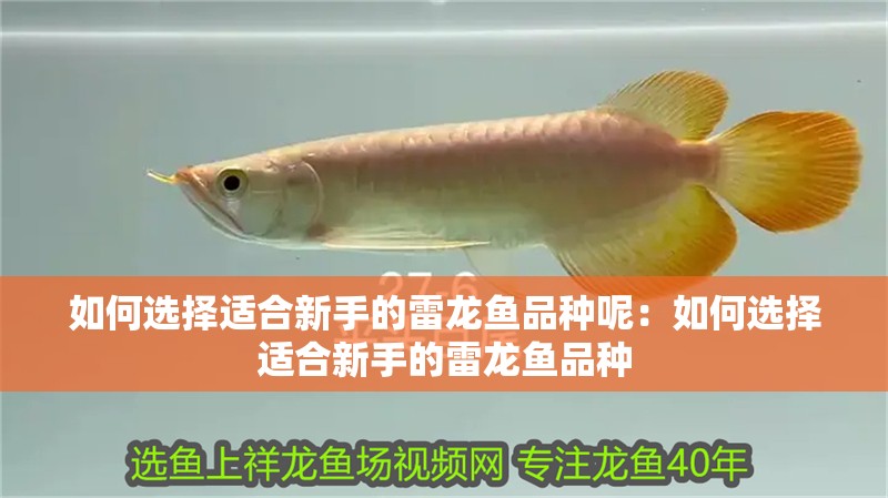 如何選擇適合新手的雷龍魚品種呢：如何選擇適合新手的雷龍魚品種