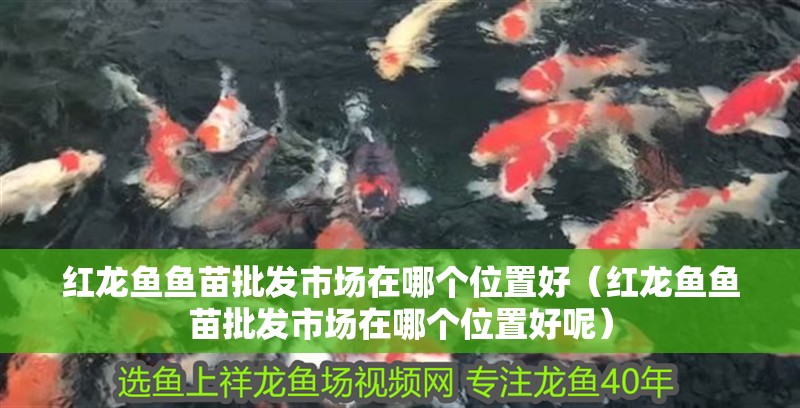 紅龍魚魚苗批發市場在哪個位置好（紅龍魚魚苗批發市場在哪個位置好呢）