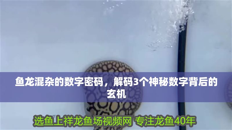 魚龍混雜的數字密碼,解碼3個神秘數字背后的玄機 龍魚百科 第1張 魚龍混雜的數字密碼,解碼3個神秘數字背后的玄機 魚龍混雜的數字密碼,解碼3個神秘數字背后的玄機 龍魚百科 第1張