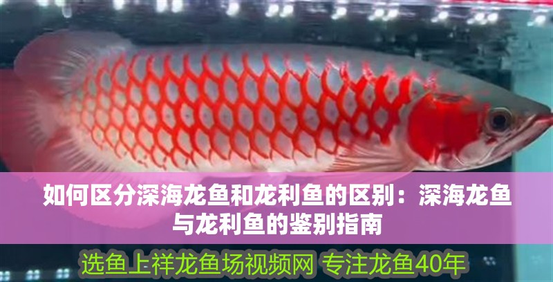 如何區(qū)分深海龍魚和龍利魚的區(qū)別：深海龍魚與龍利魚的鑒別指南