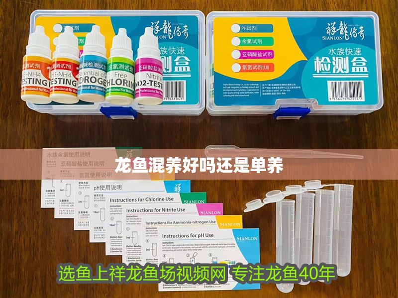龍魚混養好嗎還是單養