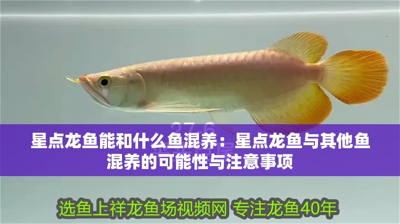 星點龍魚能和什么魚混養：星點龍魚與其他魚混養的可能性與注意事項