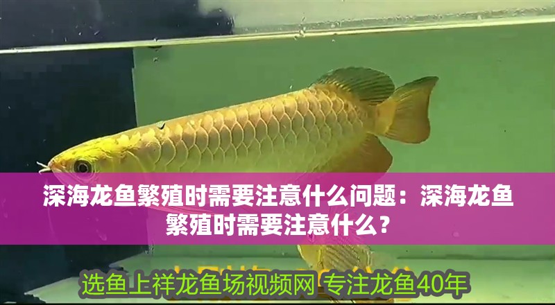 深海龍魚繁殖時需要注意什么問題：深海龍魚繁殖時需要注意什么？