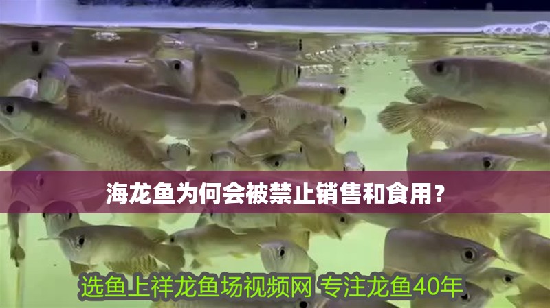 海龍魚為何會被禁止銷售和食用？