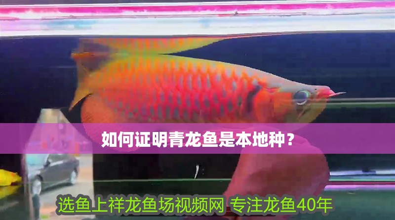 如何證明青龍魚是本地種？