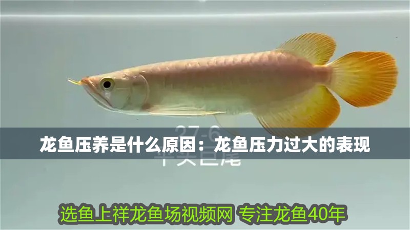 龍魚壓養是什么原因：龍魚壓力過大的表現