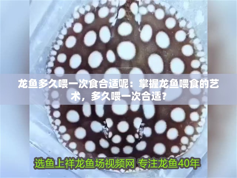龍魚多久喂一次食合適呢：掌握龍魚喂食的藝術(shù)，多久喂一次合適？
