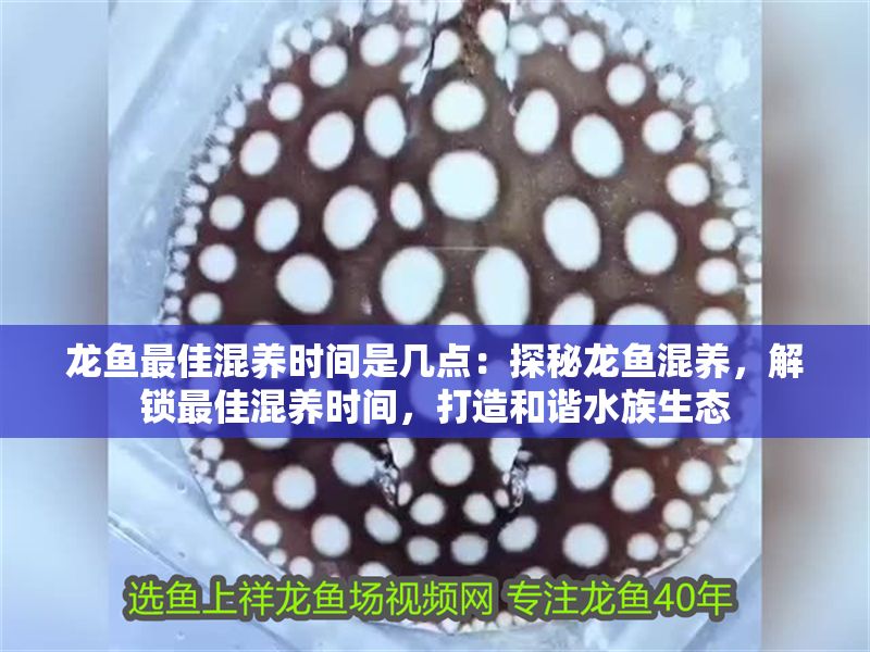 龍魚最佳混養時間是幾點：探秘龍魚混養，解鎖最佳混養時間，打造和諧水族生態
