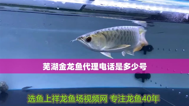 魚(yú)缸用增氧泵價(jià)格是多少:魚(yú)缸增氧機(jī)-xtrac增氧機(jī)-xtrac增氧機(jī) 蕪湖金龍魚(yú)代理電話是多少號(hào) 龍魚(yú)百科 蕪湖金龍魚(yú)代理電話是多少號(hào) 蕪湖金龍魚(yú)代理電話是多少號(hào) 龍魚(yú)百科