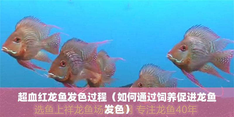 超血紅龍魚發色過程（如何通過飼養促進龍魚發色）