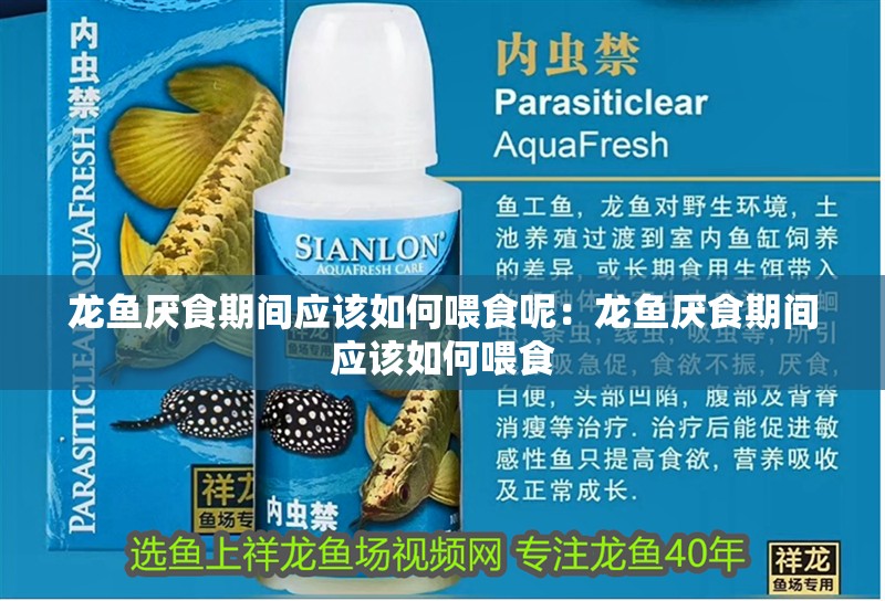 龍魚厭食期間應該如何喂食呢：龍魚厭食期間應該如何喂食