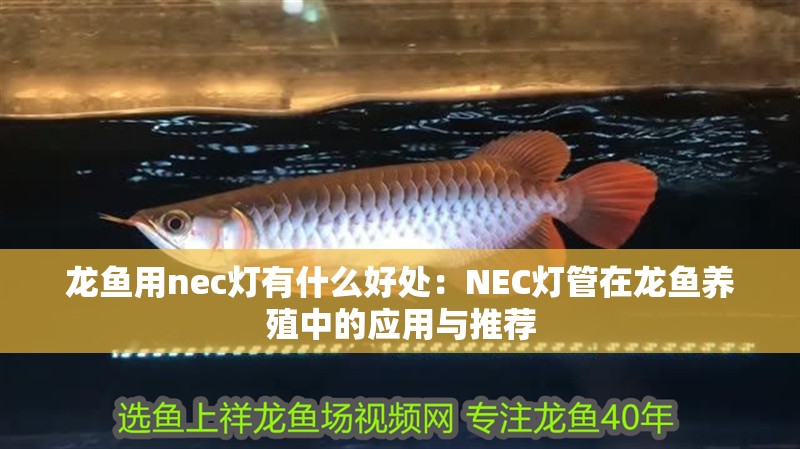 龍魚用nec燈有什么好處：NEC燈管在龍魚養殖中的應用與推薦