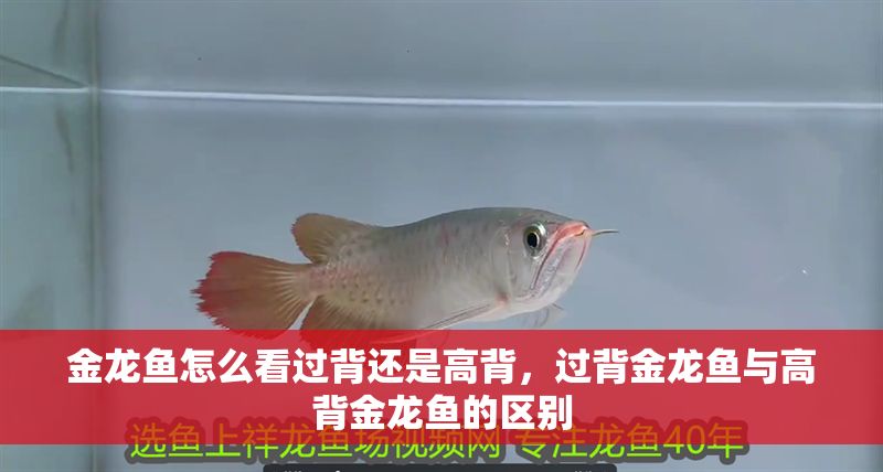 金龍魚怎么看過背還是高背，過背金龍魚與高背金龍魚的區(qū)別