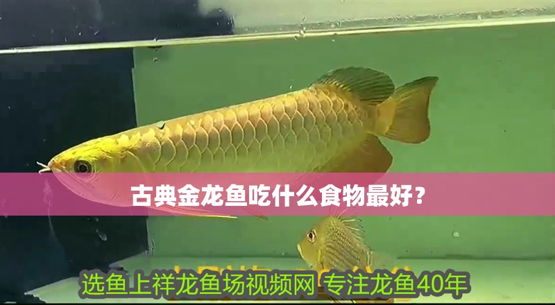 古典金龍魚吃什么食物最好？