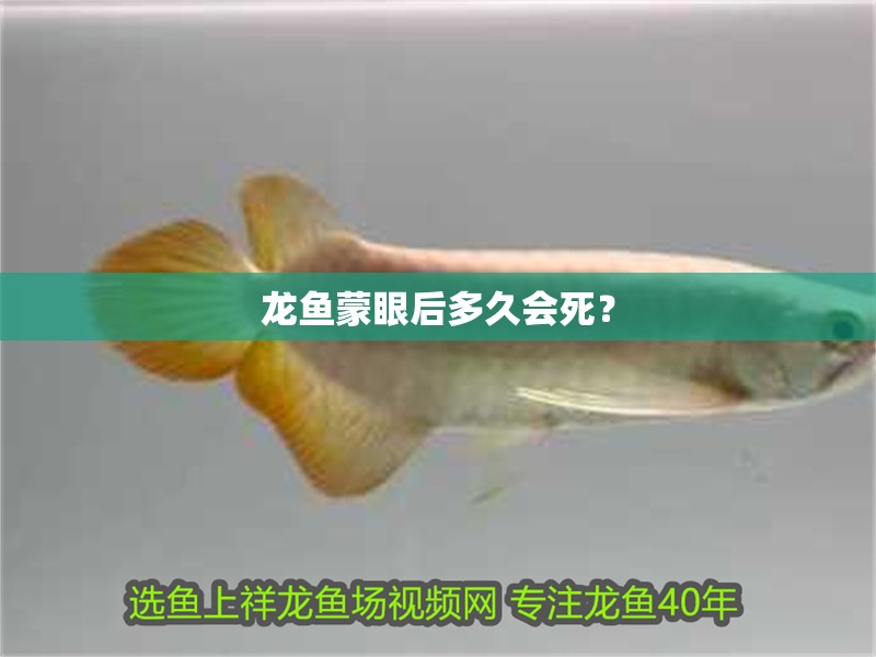 我的虎魚真菌感染了要怎么處理 龍魚蒙眼后多久會死? 龍魚百科 龍魚蒙眼后多久會死? 龍魚蒙眼后多久會死? 龍魚百科