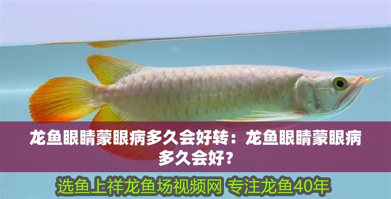 龍魚眼睛蒙眼病多久會好轉(zhuǎn)：龍魚眼睛蒙眼病多久會好？