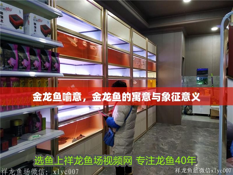 金龍魚喻意，金龍魚的寓意與象征意義