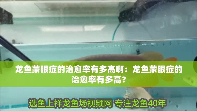 龍魚蒙眼癥的治愈率有多高啊：龍魚蒙眼癥的治愈率有多高？