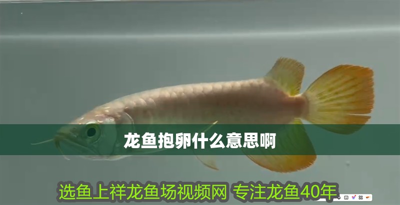 龍魚抱卵什么意思啊