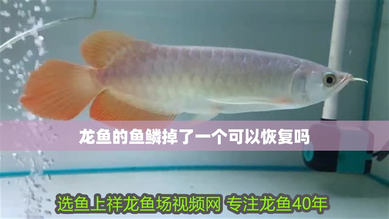 龍魚的魚鱗掉了一個可以恢復嗎