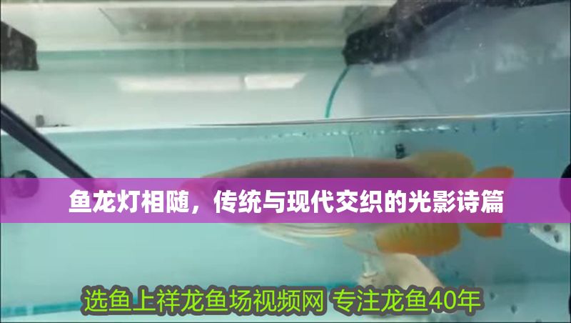 魚龍燈相隨，傳統與現代交織的光影詩篇