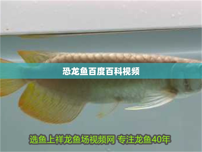 龍魚干蝦有營養嗎 恐龍魚百度百科視頻 龍魚百科 恐龍魚百度百科視頻 恐龍魚百度百科視頻 龍魚百科