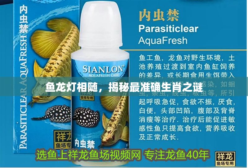 魚龍燈相隨，揭秘最準確生肖之謎