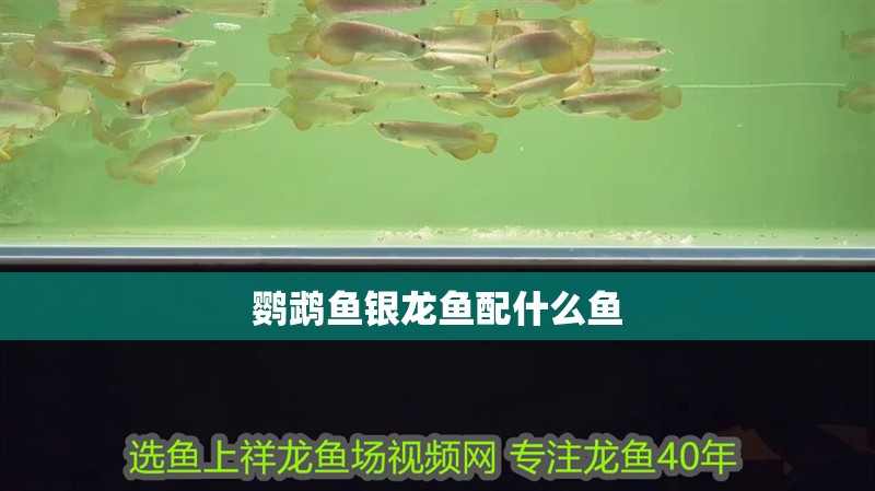 鸚鵡魚銀龍魚配什么魚 鸚鵡魚銀龍魚配什么魚 龍魚百科