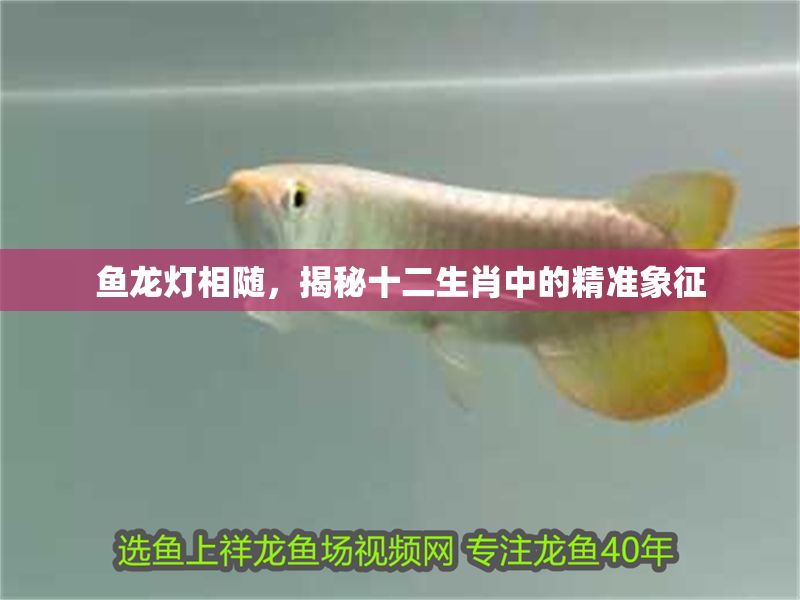 魚龍燈相隨，揭秘十二生肖中的精準象征 魚龍燈相隨，揭秘十二生肖中的精準象征 龍魚百科 第1張