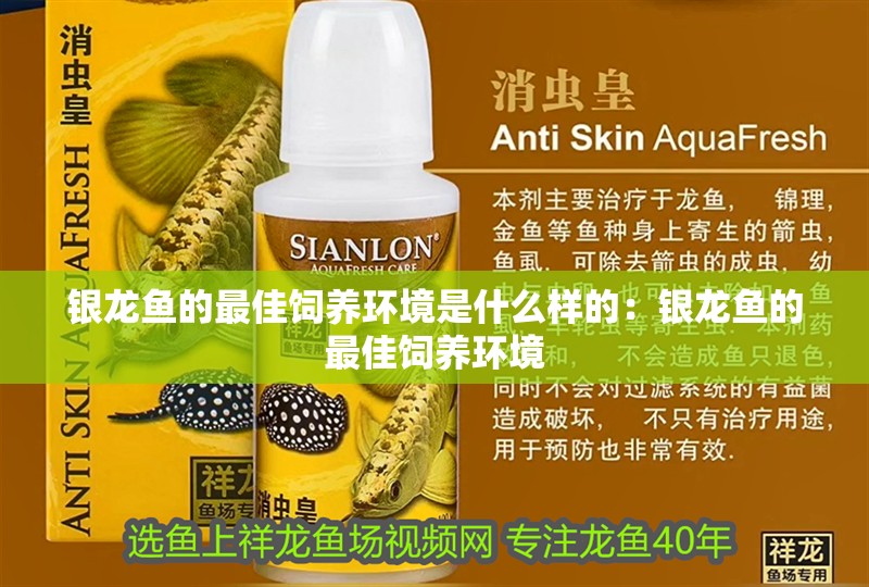銀龍魚的最佳飼養環境是什么樣的：銀龍魚的最佳飼養環境