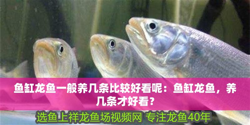 魚缸龍魚一般養幾條比較好看呢：魚缸龍魚，養幾條才好看？