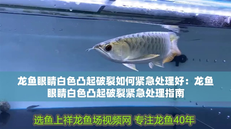 龍魚(yú)眼睛白色凸起破裂如何緊急處理好：龍魚(yú)眼睛白色凸起破裂緊急處理指南