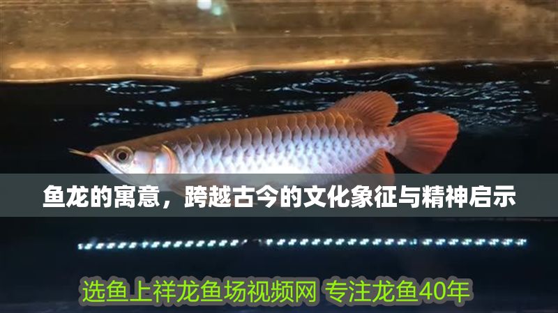 魚龍的寓意，跨越古今的文化象征與精神啟示