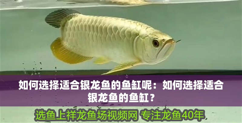如何選擇適合銀龍魚的魚缸呢：如何選擇適合銀龍魚的魚缸？