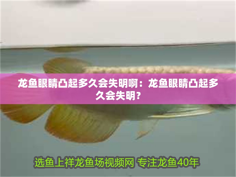 龍魚眼睛凸起多久會失明啊：龍魚眼睛凸起多久會失明？