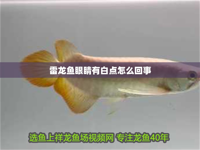 雷龍魚(yú)眼睛有白點(diǎn)怎么回事