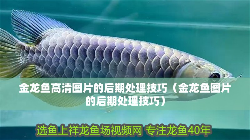 金龍魚高清圖片的后期處理技巧（金龍魚圖片的后期處理技巧）